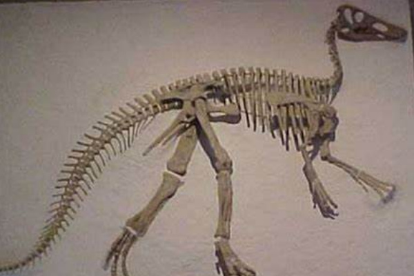 小鸭嘴龙:中国出土的最小恐龙(出土于广东/不足3米)