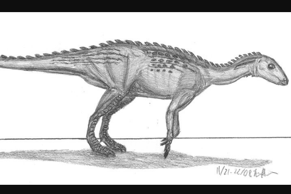 大谜龙:南美大型植食恐龙(幼年化石体长6米)
