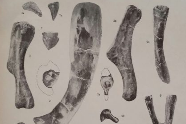 满洲龙:中国出土的首批恐龙化石(埋葬于黑龙江沿岸)