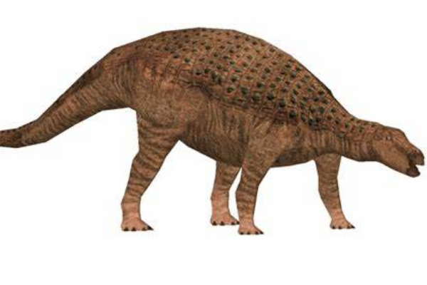 结节龙:北美中型恐龙(长有层状板甲/没有尾锤)