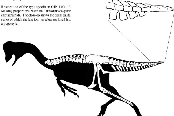 天青石龙:蒙古小型恐龙(长80厘米/尾巴带有扇状羽毛)