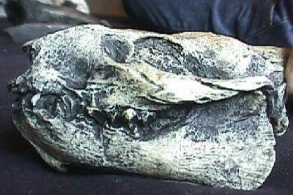 侏儒龙:北美小型恐龙(最小仅50厘米/疑名状态)