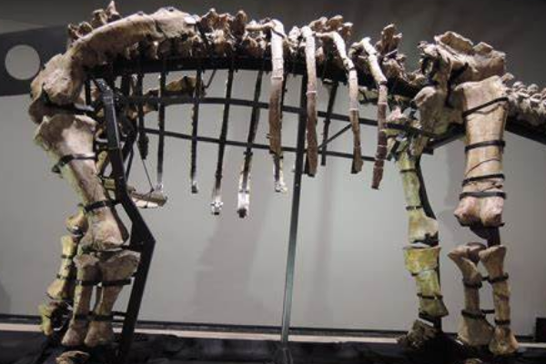 内乌肯龙:南美大型恐龙(长15米/全身长鳞甲)