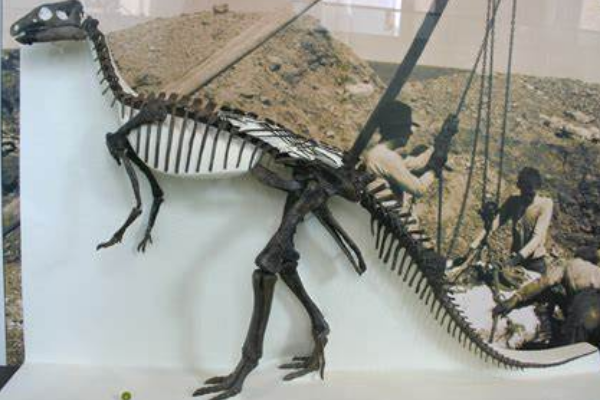 南宁龙:广西大型鸭嘴龙科恐龙(长8米/牙齿稀少)