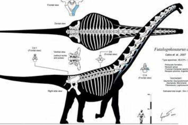 诺普乔椎龙:南美蜥脚类恐龙(仅出土一块脊骨化石)