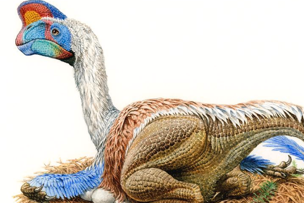 窃蛋龙:与鸟类最像的恐龙(长1.8米/被误会偷蛋)