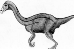 内蒙古龙:中国小型恐龙(长2米/脖子占体长四分之一)