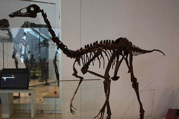 似鸟龙:小型兽脚恐龙(外形酷似鹈鹕/最小仅50厘米长)