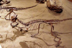 丽头龙:北美小型恐龙(长有厚实头盖骨/仅长3米)