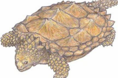 原颚龟:最古老的龟类动物(长6米/龟甲长满尖刺)