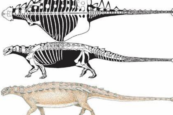 绘龙:蒙古中型恐龙(长5米/鼻孔长有4-5个蛋状洞)