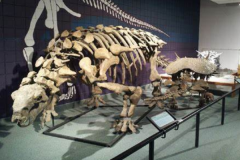 重怪龙:同时代最大结节龙科(长5米/上颌仅长1颗牙)