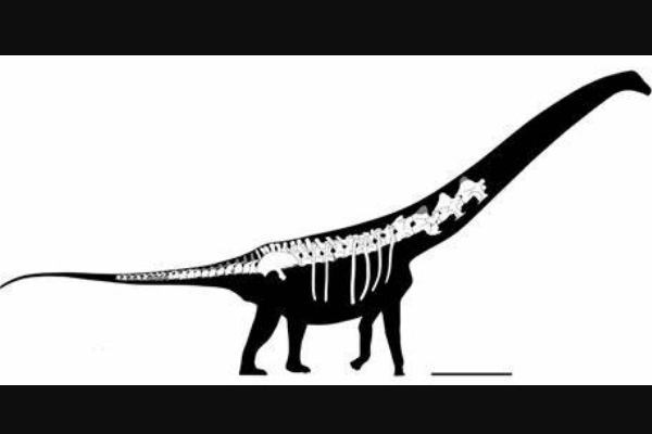 探索龙:南美巨型恐龙(长20米/与风神龙是近亲)