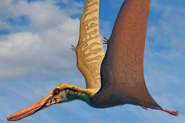翼手龙:唯一会飞的爬行类动物(翼展最长15米)