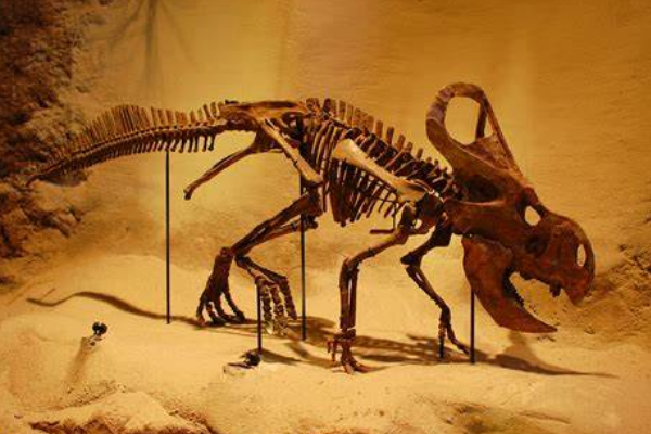 原角龙:北美小型恐龙(长2米/最早发现的角龙蛋化石)