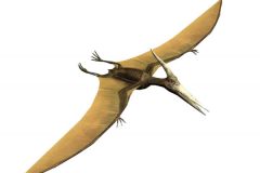 翼手龙:唯一会飞的爬行类动物(翼展最长15米)