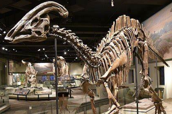 副栉龙:北美大型恐龙(长9.5米/拥有最长的棒状头冠)