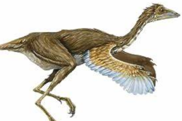 原始祖鸟:最古老的窃蛋龙类(不足火鸡大小/酷似鸟类)