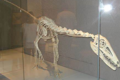 原美颌龙:欧洲小型恐龙(长1.2米/出土于德国)