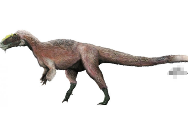 华丽羽王龙:唯一带羽毛的大型肉食恐龙(长9米)
