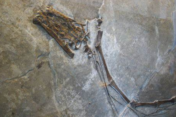 长颈龙:远古爬行生物(最长12米/脖子占到身体一半)