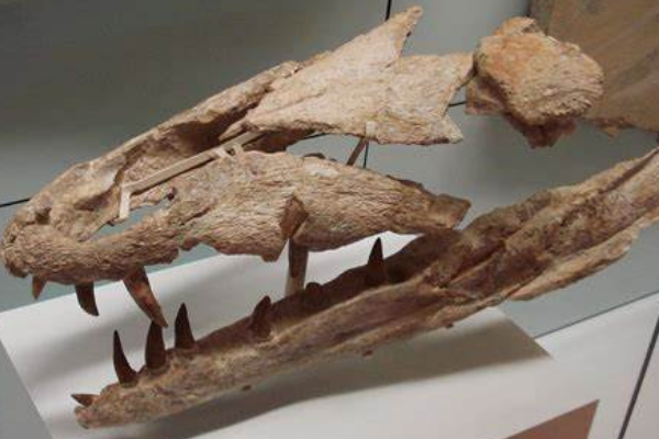达克龙:拥有海鳄类唯一锯齿状牙齿(海洋顶级掠食者)