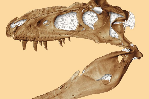 虐龙:北美大型暴龙类(长9米/牙齿多达64颗)