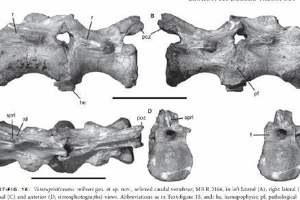 旧鲨齿龙:最古老的鲨齿龙科(最长10米/仅出土尾椎骨)