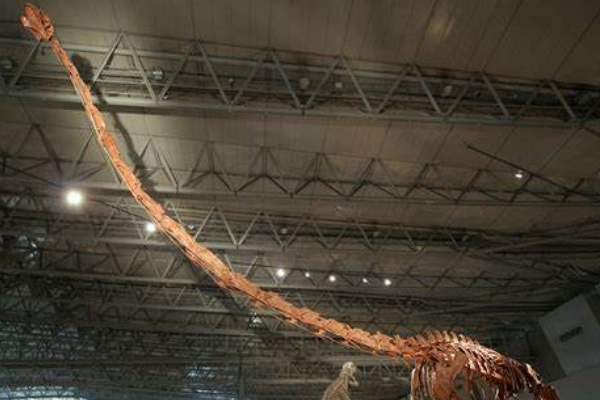 中加马门溪龙:亚洲最大的恐龙(长35米/出土于新疆)