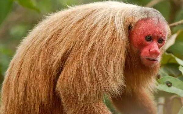 白秃猴：世界上最丑的猴子（秃头红脸丑的惊人）