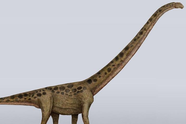 中加马门溪龙:亚洲最大的恐龙(长35米/出土于新疆)