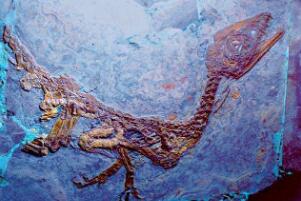 棒爪龙：意大利小型食肉恐龙（体长2米/1亿1300万年前）