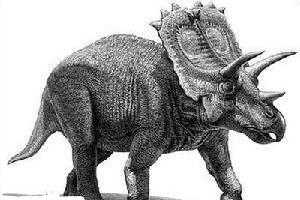 顶盾龙：北美洲大型食草恐龙（体长5米/头上长有盾牌）