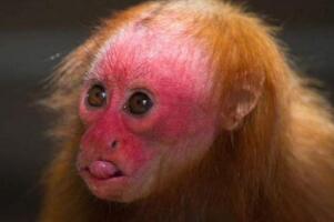 白秃猴：世界上最丑的猴子（秃头红脸丑的惊人）