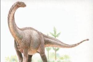 蜀龙：中国四川大型恐龙（长11米/生活在河畔湖滨地带）