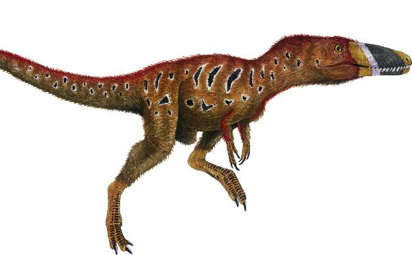 雄关龙：暴龙类恐龙的祖先（长3.5米/距今1亿年前）