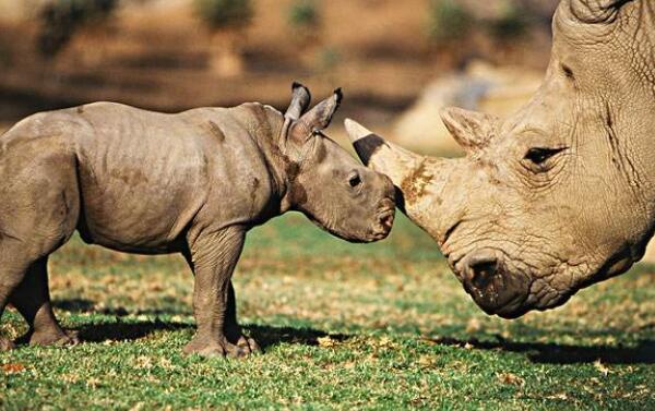 白犀牛：世界上最大的犀牛（北部白犀牛仅剩两头雌性）