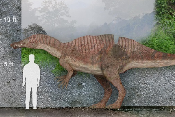 鱼猎龙:老挝大型恐龙(长9米/最完整亚洲棘龙科)