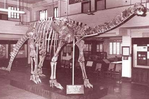 巴拉帕龙:最晚发现的蜥脚类恐龙(长18米/拥有巨脚)