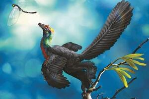 巨嵴彩虹龙：河北小型食肉恐龙（长0.5米/距今1.6亿年前）