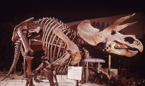 牛头龙：美国大型食草恐龙（长6米/距今1亿年前）