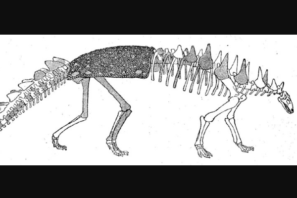 钉背龙:欧洲中型恐龙(长4-5米/臀部长有完整骨甲)
