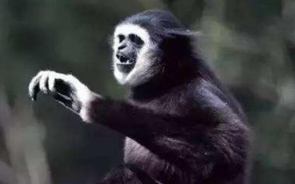 白掌长臂猿：中国已灭绝的长臂猿（手臂能360度旋转）
