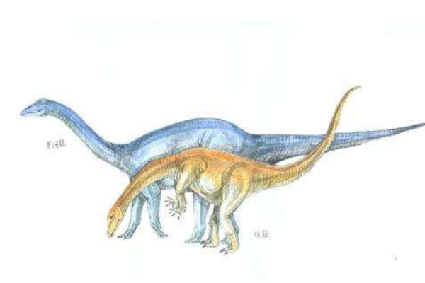 里约龙:南美大型蜥脚类(长10米/因干旱进化变高)