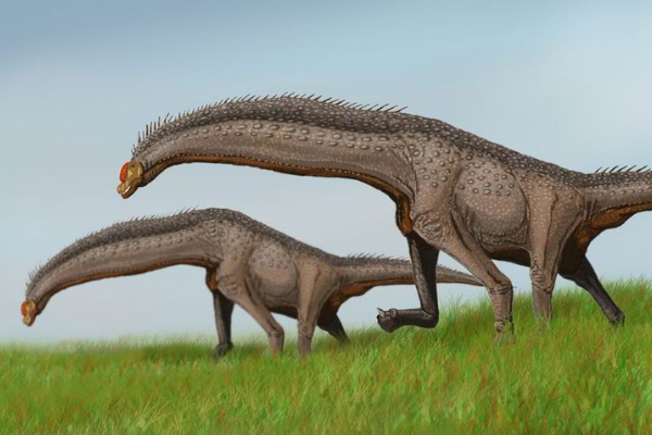 伊希斯龙:最后的植食性蜥脚类恐龙(长18米/脖子较短)