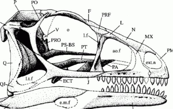 槽齿龙：欧洲小型食草恐龙（长2.1米/距今2亿年前）