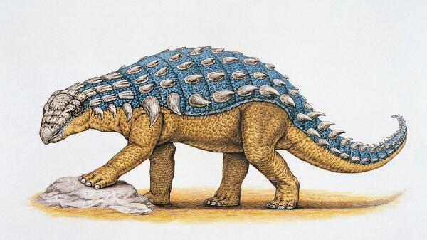 胄甲龙：北美洲大型食草恐龙（长7米/距今6800万年前）