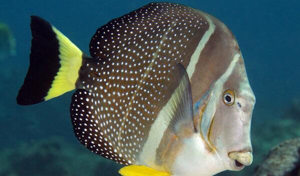 斑点刺尾鲷：一种观赏、食用兼具的鱼（全身斑点会伪装）