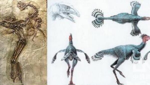 原始祖鸟：具有真正羽毛的恐龙（长1米/出土于中国辽宁）