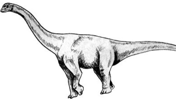 巨脚龙：印度巨型食草恐龙（长20米/距今2亿年前）